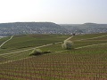 Ruedesheim
